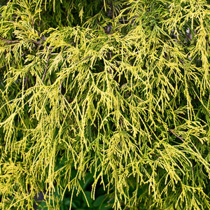 Lemon Thread Japanese False Cypress