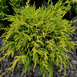 Lemon Thread Japanese False Cypress