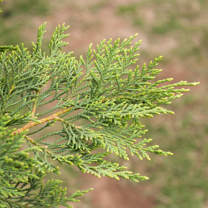 Leyland Cypress Tree