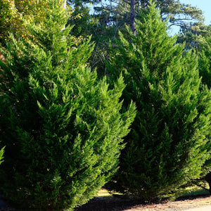 Leyland Cypress Tree