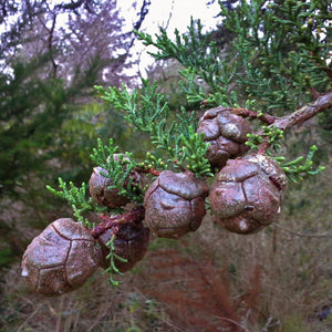 Leyland Cypress Tree