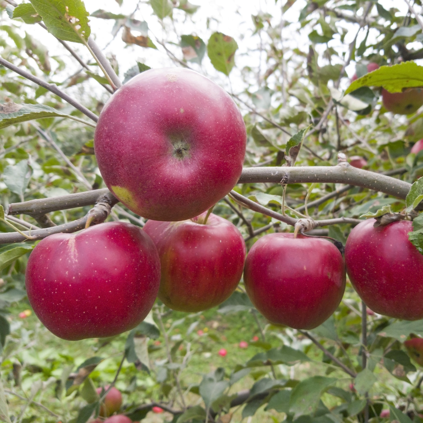 Red-Fleshed Apple Trees - Learn About Types Of Apples With Red