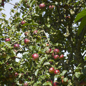 Liberty Apple Tree