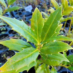 Little Red Holly Shrub