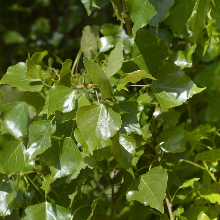 Lombardy Poplar GT