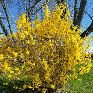 Lynwood Gold Forsythia GT