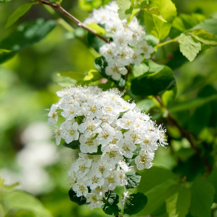 Meadowsweet Spiraea GT