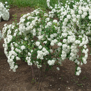 Meadowsweet Spiraea GT