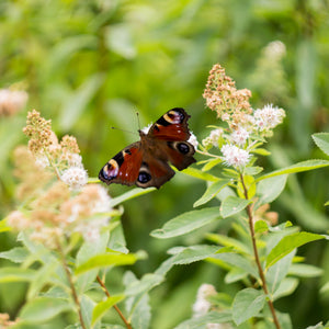 Meadowsweet Spiraea GT