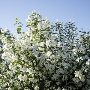 Natchez Mock Orange