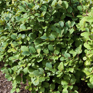 Mount Airy Fothergilla