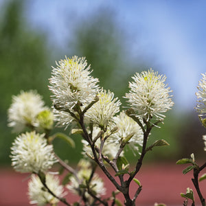 Mount Airy Fothergilla