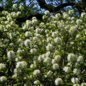 Mount Airy Fothergilla