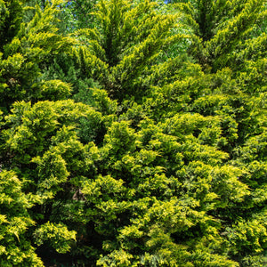 Murray Leyland Cypress Tree