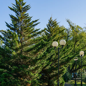 Murray Leyland Cypress Tree