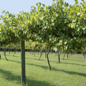 Black Muscadine Grape Vine