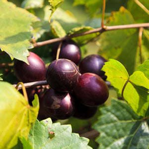 Black Muscadine Grape Vine