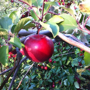 Honey Crisp Apple Tree – Green Thumbs Garden