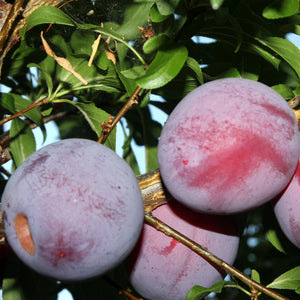 Methley Plum GT