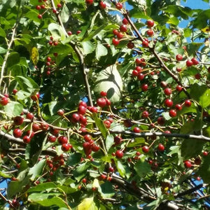 Midwest Crabapple Tree