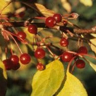 Midwest Crabapple Tree