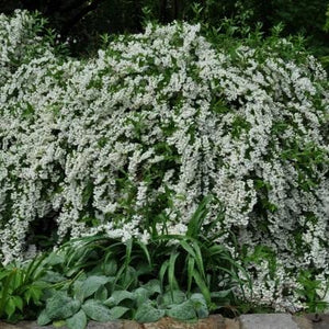 Minnesota Mock Orange GT