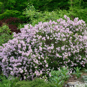 Miss Kim Lilac Shrub GT