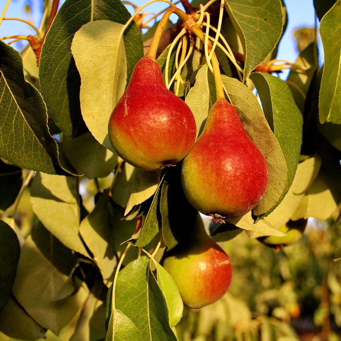 Moonglow Pear Tree