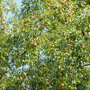 Moonglow Pear Tree