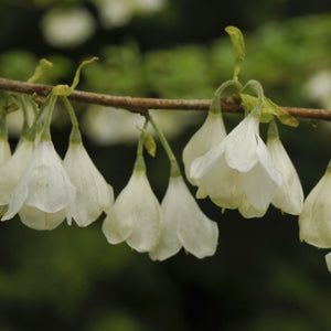 Mountain Silverbell
