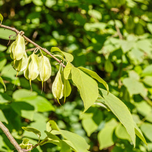 Mountain Silverbell