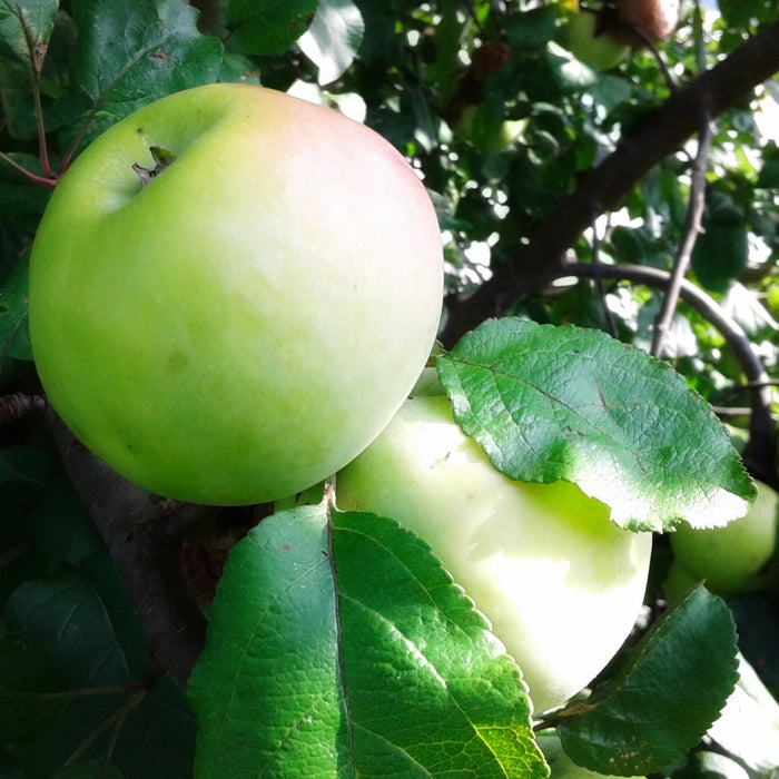 Mutsu Apple Tree