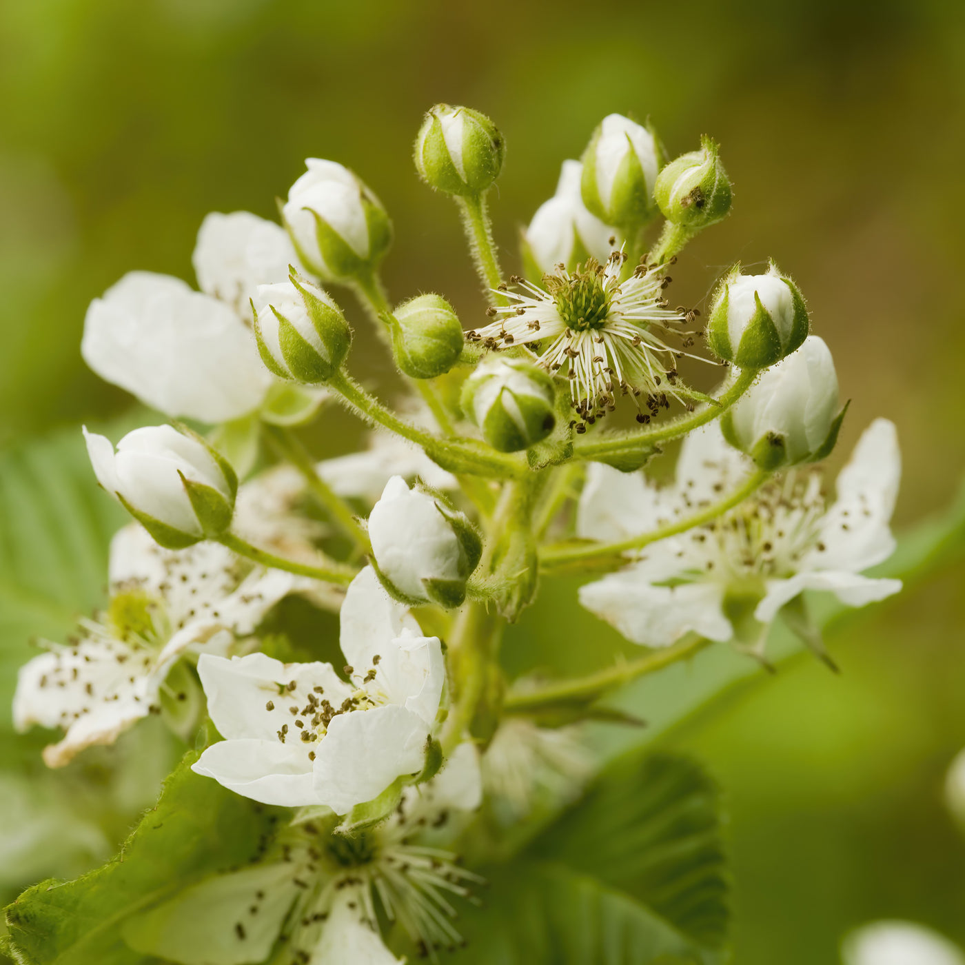 Thornless Blackberry 'Triple Crown' (Rubus fruticosus)