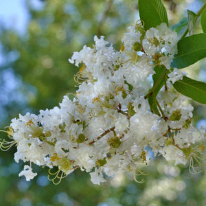 Natchez Crape Myrtle GT