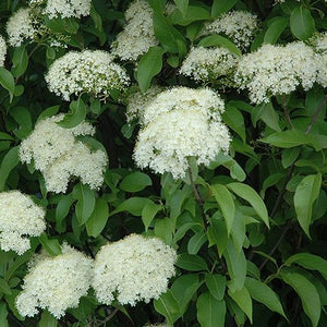 Nannyberry Viburnum GT