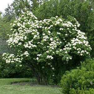 Nannyberry Viburnum GT