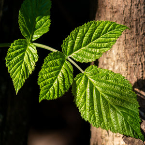 Native Red Raspberry