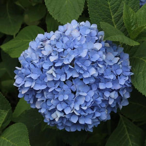 Nikko Blue Hydrangea GT