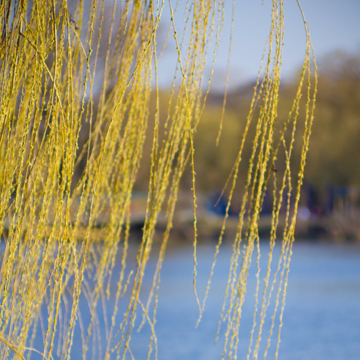 Niobe Willow Tree