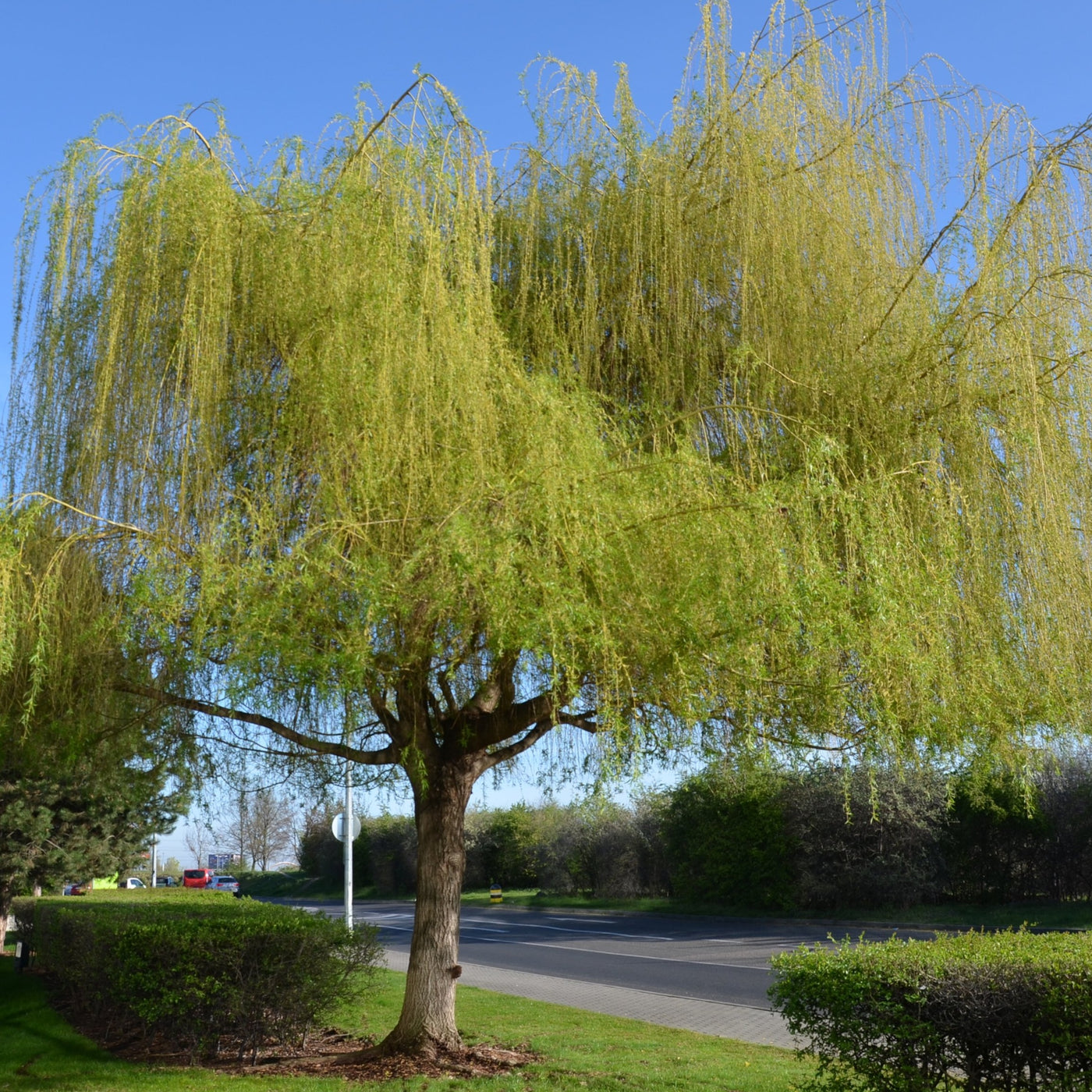 Niobe Willow Tree – Green Thumbs Garden