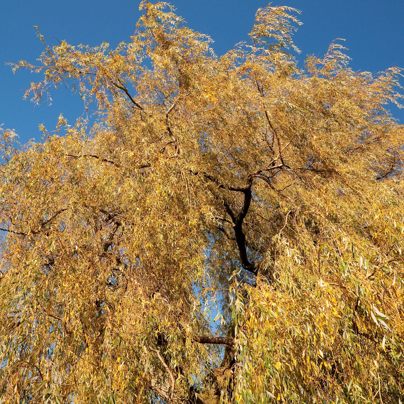 Green Weeping Willow Tree