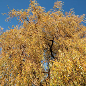 Niobe Willow Tree