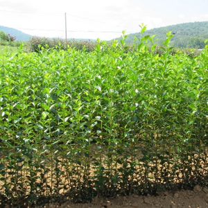 North Privet Hedge 1-3'