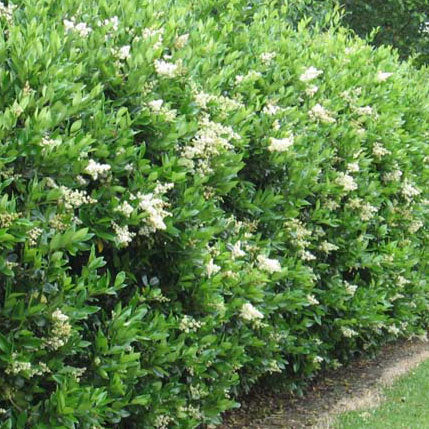 North Privet Hedge 1-3'