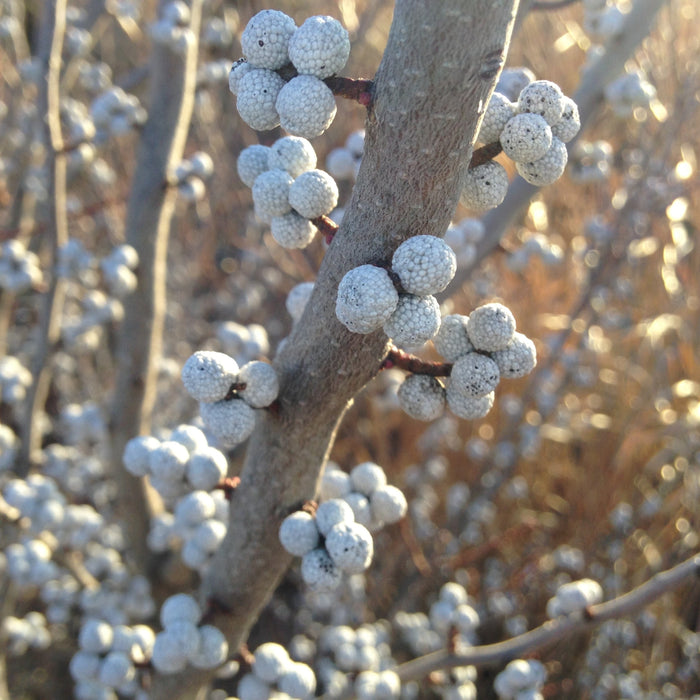 Northern Bayberry Shrub