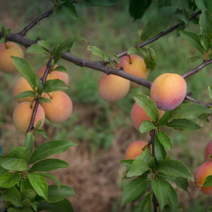 Ozark Premier Plum GT