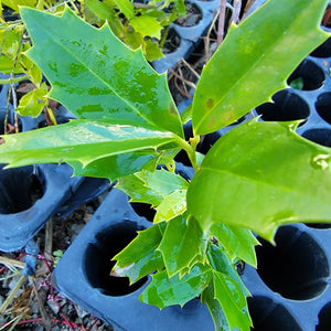 Oakland Holly Shrub