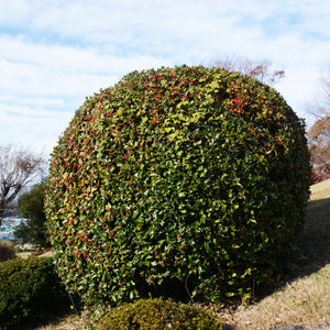 Oakland Holly Shrub