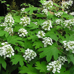 Oakleaf Hydrangea Shrub