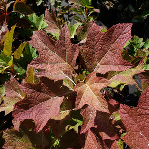 Oakleaf Hydrangea Shrub